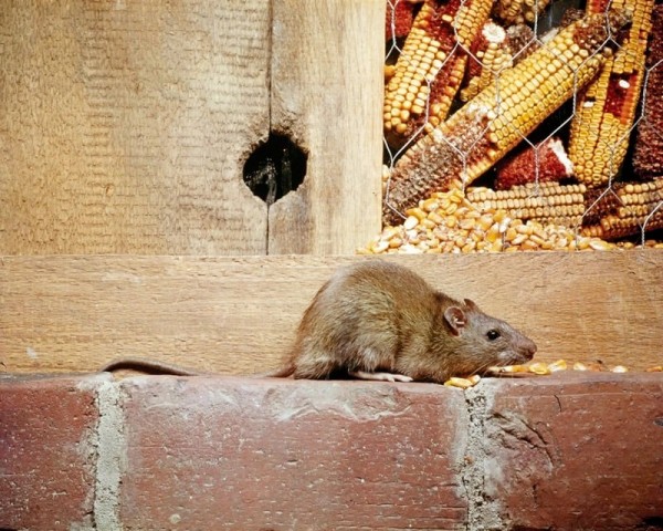 Rat Control Kurralta Park